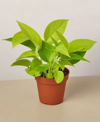 House Plant Shop Pothos 'neon' Live Plant, 4" Pot In No Color