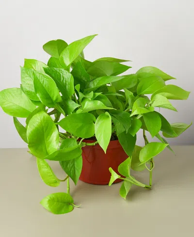 House Plant Shop Pothos 'neon' Live Plant, 6" Pot In No Color