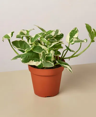 House Plant Shop Pothos 'n'joy' Live Plant, 4" Pot In No Color