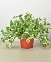 House Plant Shop Pothos N'joy Live Plant, 6" Pot In No Color