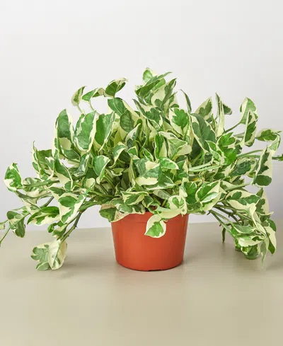 House Plant Shop Pothos N'joy Live Plant, 6" Pot In No Color