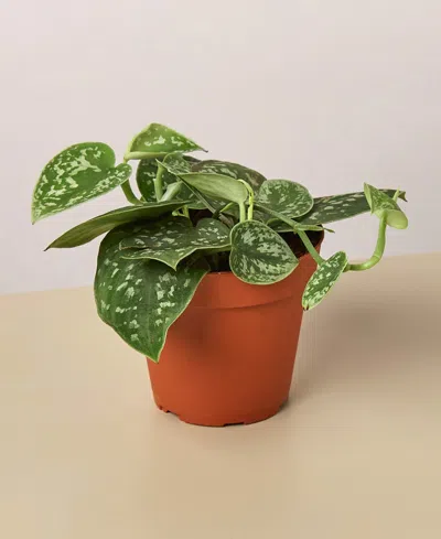 House Plant Shop Pothos 'satin' Live Plant, 4" Pot In No Color