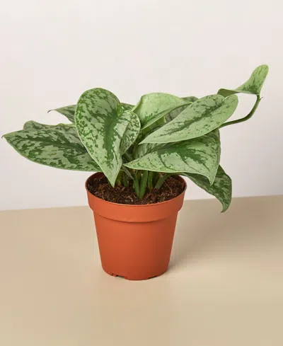 House Plant Shop Pothos 'silver Splash' Live Plant, 4" Pot In No Color