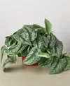House Plant Shop Pothos 'silver Splash' Live Plant, 6" Pot In No Color