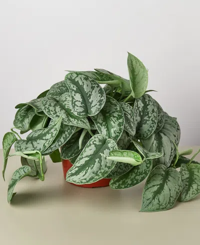 House Plant Shop Pothos 'silver Splash' Live Plant, 6" Pot In No Color