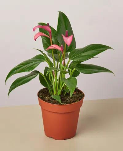 HOUSE PLANT SHOP PURPLE ANTHURIUM LIVE PLANT, 4" POT 