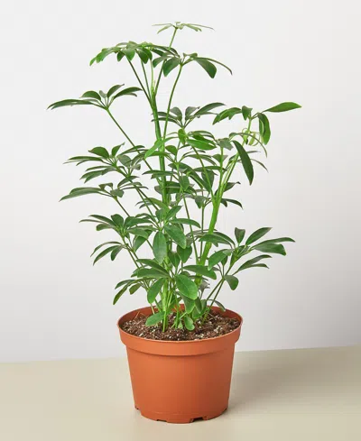 House Plant Shop Schefflera Arboricola 'umbrella Plant' Live Plant, 6" Pot In No Color