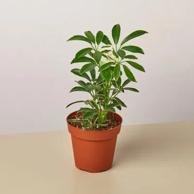 House Plant Shop Schefflera Moonlight 'umbrella Plant' / 4" Pot / Live Plant