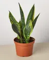 House Plant Shop Snake 'gold Flame' Live Plant, 6" Pot In No Color