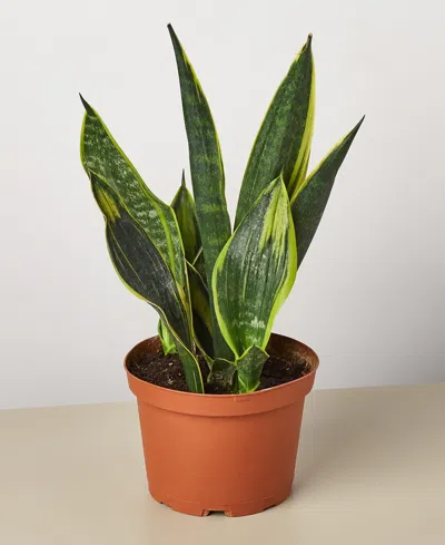 House Plant Shop Snake 'gold Flame' Live Plant, 6" Pot In No Color