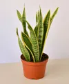 House Plant Shop Snake Laurentii Live Plant, 6" Pot In No Color