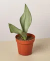 House Plant Shop Snake Plant Moonshine Live Plant, 4" Pot In No Color