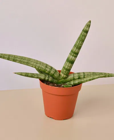 House Plant Shop Snake Plant Starfish Live Plant, 4" Pot In No Color