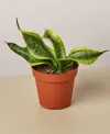 House Plant Shop Snake Plant Twist Live Plant, 4" Pot In No Color