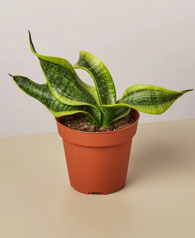House Plant Shop Snake Plant Twist Live Plant, 4" Pot In No Color