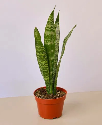 House Plant Shop Snake Zeylanica Live Plant, 4" Pot In No Color