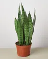 House Plant Shop Snake 'zeylanica' Live Plant, 6" Pot In No Color