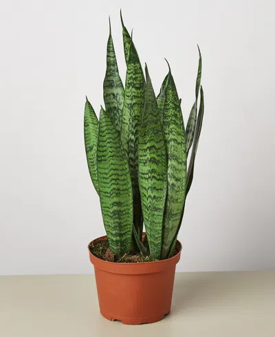 House Plant Shop Snake 'zeylanica' Live Plant, 6" Pot In No Color