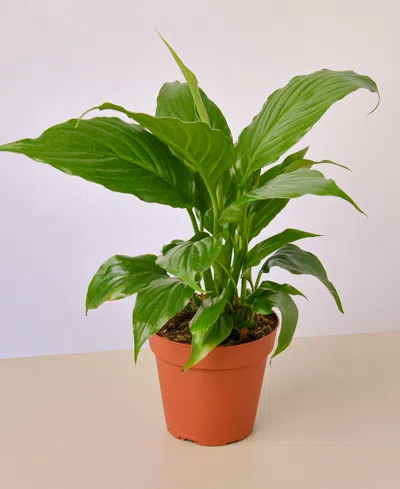 House Plant Shop Spathiphyllum 'peace Lily' Live Plant, 4" Pot In No Color