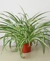House Plant Shop Spider Reverse Live Plant, 6" Pot In No Color