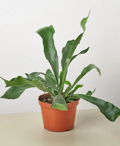 House Plant Shop Staghorn Fern Live Plant, 6" Pot In No Color