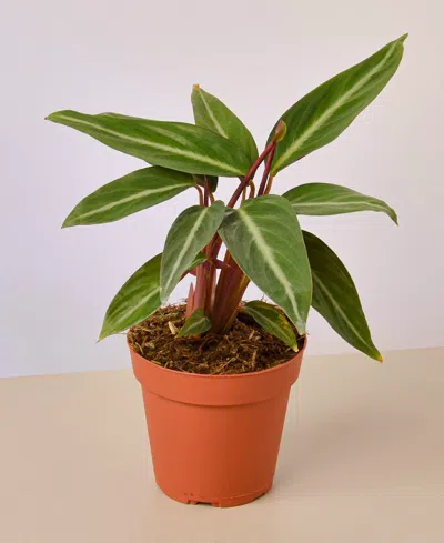 House Plant Shop Stromanthe Sanguinea Live Plant, 4" Pot In No Color