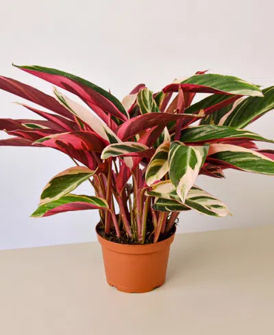 House Plant Shop Stromanthe Triostar Live Plant, 6" Pot In No Color