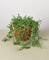 House Plant Shop Succulent String Of Bananas Live Plant, 6" Pot In No Color