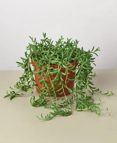 House Plant Shop Succulent String Of Bananas Live Plant, 6" Pot In No Color