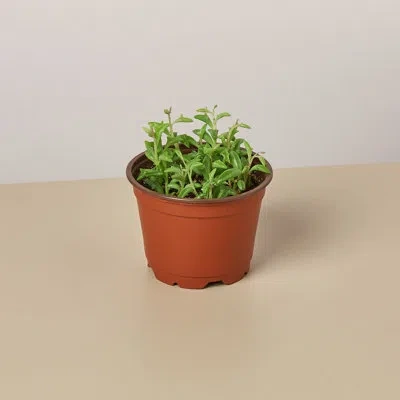 House Plant Shop Succulent 'string Of Dolphins' - 4" Pot