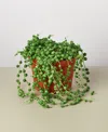 House Plant Shop Succulent String Of Pearls Live Plant, 6" Pot In No Color