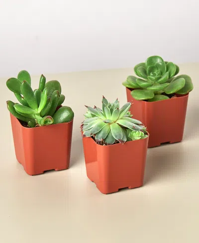House Plant Shop Succulent Variety Live Plants, Pack Of 3 In No Color