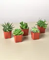 House Plant Shop Succulent Variety Live Plants, Pack Of 5 In No Color
