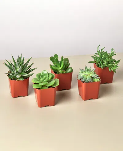 House Plant Shop Succulent Variety Live Plants, Pack Of 5 In No Color