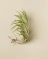 House Plant Shop Tillandsia Araujei Live Air Plant In No Color
