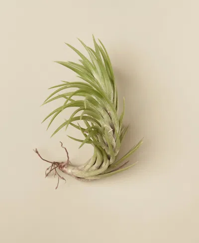 House Plant Shop Tillandsia Araujei Live Air Plant In No Color
