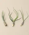 House Plant Shop Tillandsia Live Air Plants, Pack Of 3 In No Color
