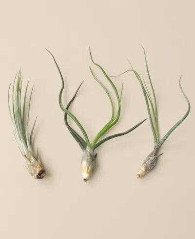 House Plant Shop Tillandsia Live Air Plants, Pack Of 3 In No Color