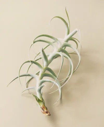 House Plant Shop Tillandsia Paleacea X Tectorum Live Air Plant In No Color