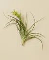 House Plant Shop Tillandsia Stricta Live Air Plants, Pack Of 3 In No Color