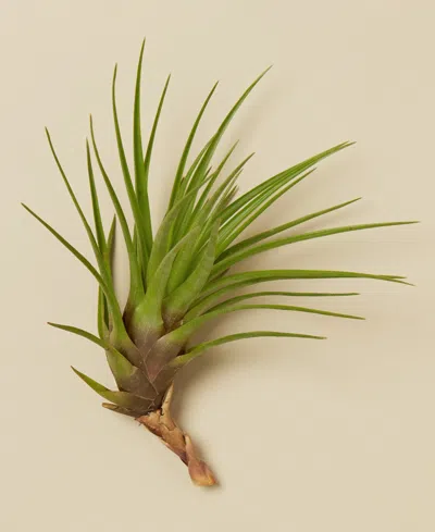 House Plant Shop Tillandsia Tricolor Live Air Plants, Pack Of 3 In No Color