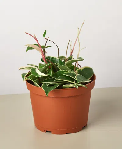House Plant Shop Tricolor Hoya Carnosa Wax Flower Live Plant, 6" Pot In No Color