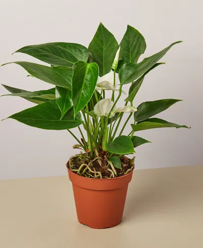 House Plant Shop White Anthurium Live Plant, 4" Pot In No Color