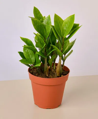 House Plant Shop Zamioculcas Zamiifolia Zz Live Plant, 4" Pot In No Color