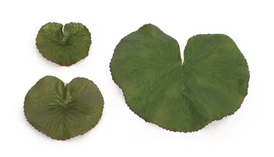 Houzbling Bag Of 34 Leaves (set Of 12) 3", 5" Polyester In Green