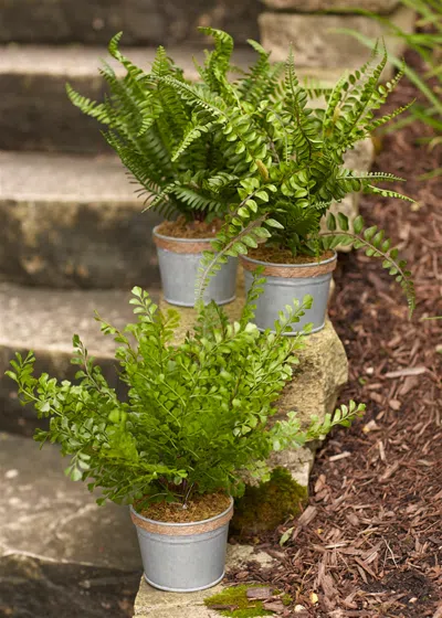 Houzbling Potted Fern (set Of 3) 14.5"h Plastic/tin