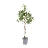 Houzbling Potted Olive Tree 31.5"h Polyester