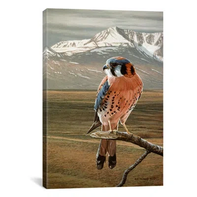 Icanvas 'american Kestrel' By Ron Parker Painting Print On Canvas In Blue;brown