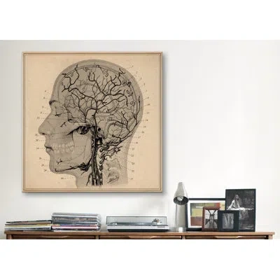 Icanvas Anatomy Of Human Head Graphic Art On Canvas In No Mat,wrapped Canvas