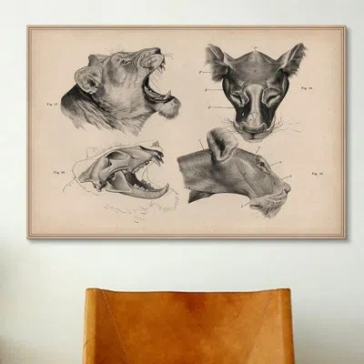 Icanvas Animal Art Lion Head Anatomy By Wilhelm Ellenberger And Hermann Baum - Wrapped Canvas Graphic Art Pr In Gray;beige